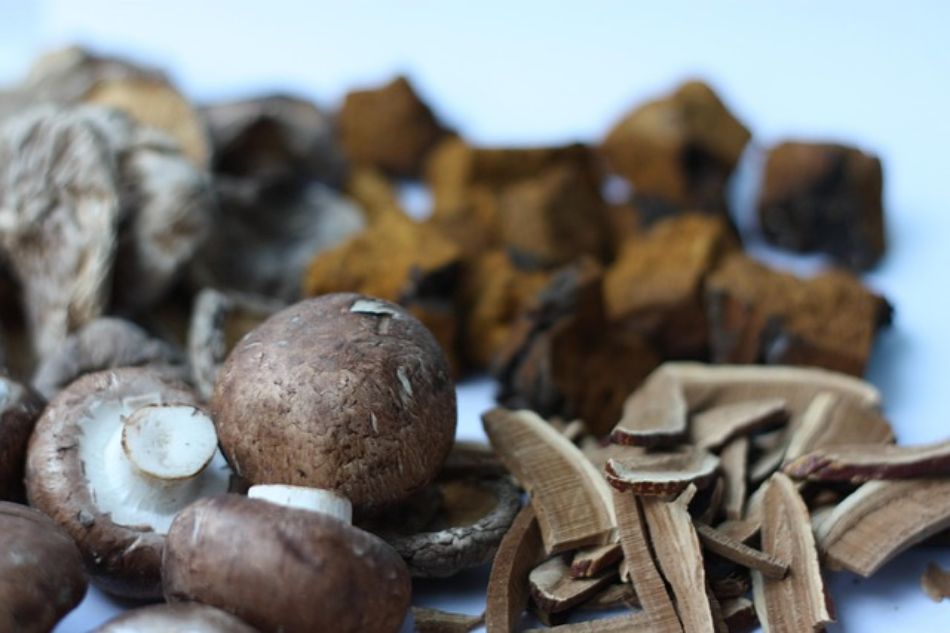Bêta-glucanes dans les champignons : comment ils renforcent le système immunitaire